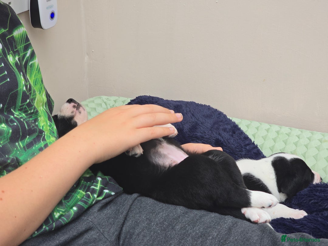 Mixed Breed dogs for sale: Short haired Collie pups - Image 31