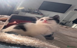 Mixed Breed cats for sale: One female white black kitten - Image 2