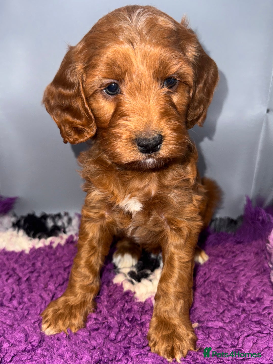 Cockapoo dogs for sale: Stunning F1 Cockapoo Puppies - Advert 6