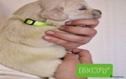 Golden Retriever dogs for sale: 🐾Pure Golden retrievers puppy🐾 - Image 16