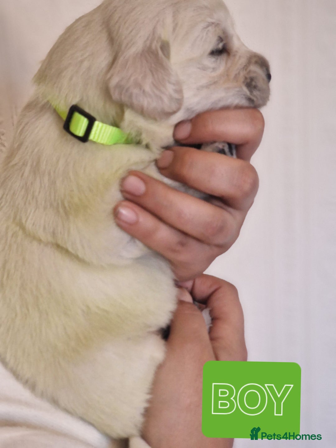 Golden Retriever dogs for sale: 🐾Pure Golden retrievers puppy🐾 - Image 16