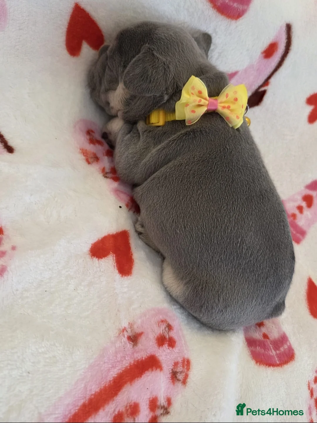 French Bulldog dogs for sale: Beautiful Frenchie puppies - Advert 9