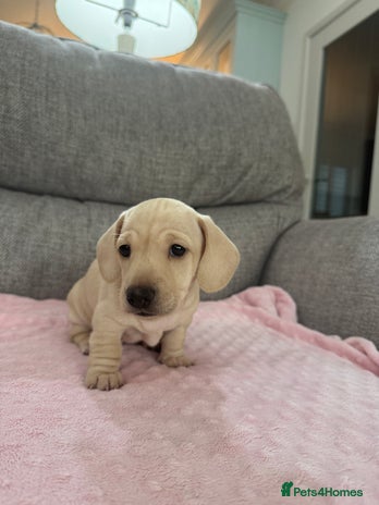 Miniature Dachshund dogs - Advert 1