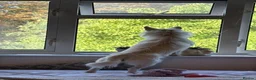 Mixed Breed dogs for adoption: ❤️🐶 SNOWY – THE SWEETEST LITTLE SOUL in Burton-on-Trent - Advert 9