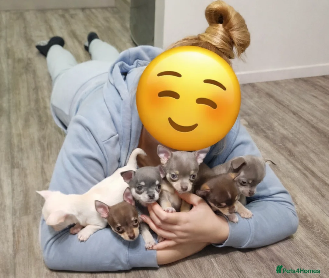 Chihuahua dogs for sale: Tiny Chihuahua Puppies – Сhristmаs Babies - Advert 2