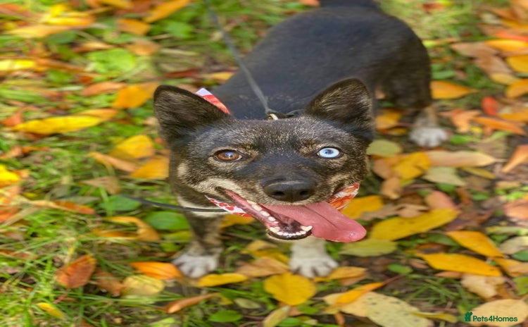 Mixed Breed dogs ❤️🐶Vika - gentle  1 yo unique smallish girl ❤️🐶 - Advert 3