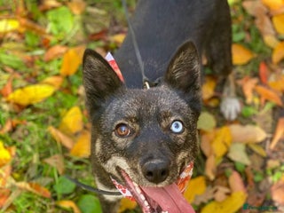 Mixed Breed dogs ❤️🐶Vika - gentle 1 yo unique smallish girl ❤️🐶 - Advert 10