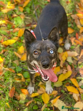 Mixed Breed dogs โค๏ธ๐ถVika - gentle 1 yo unique smallish girl โค๏ธ๐ถ - Advert 16