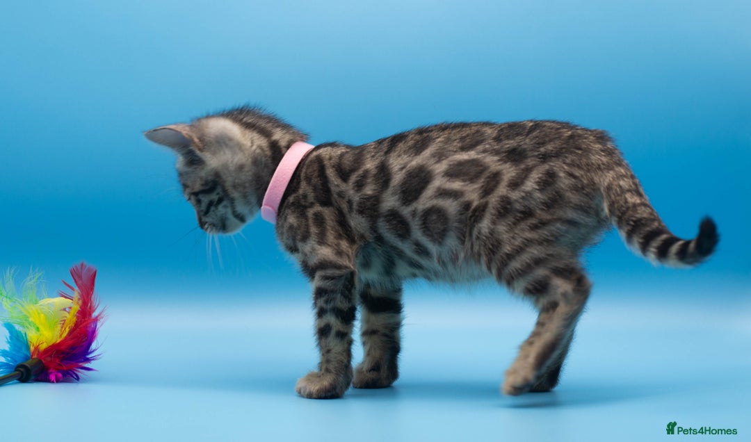 Bengal cats for sale: Beautiful TICA Registered Bengal Kittens - Advert 6