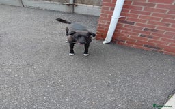 Mixed Breed dogs for sale: Greyhound/collie - Image 2