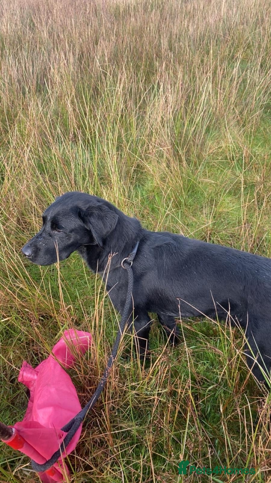 Labrador Retriever dogs for sale: Working KC reg Black Lab puppies FCTH pedigree  - Advert 2