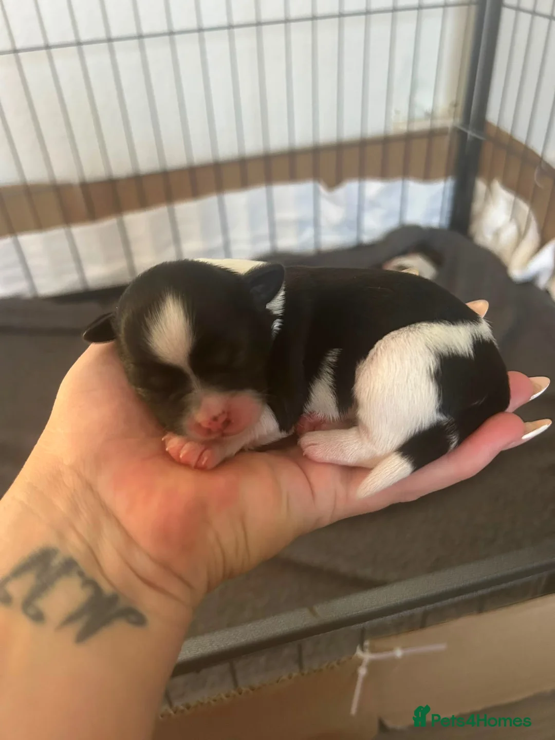 Shih Tzu dogs for sale: Beautiful Shih Tzu puppies  - Advert 21