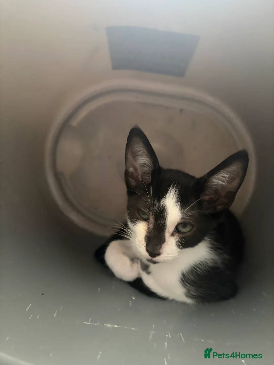 Mixed Breed cats for sale: 5 little beautiful kittens ready now  - Advert 2