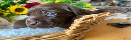 Labrador Retriever dogs for sale: STUNNING Chocolate Labrador Puppies  - Advert 24