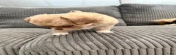 Chihuahua dogs for sale: KC LONG COAT CHIHUAHUA’S - Advert 7