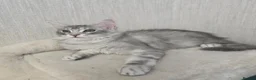 Maine Coon cats for sale: READY NOW Maine Coons Shaded & Silver - Advert 10