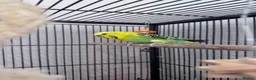 Budgerigars birds for sale: Three Budgies in Bradford - Advert 3