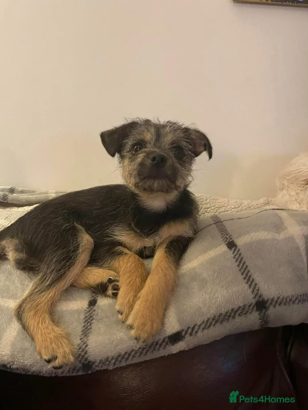 Mixed Breed dogs for adoption: Nami - Hingham Norfolk  - Advert 4