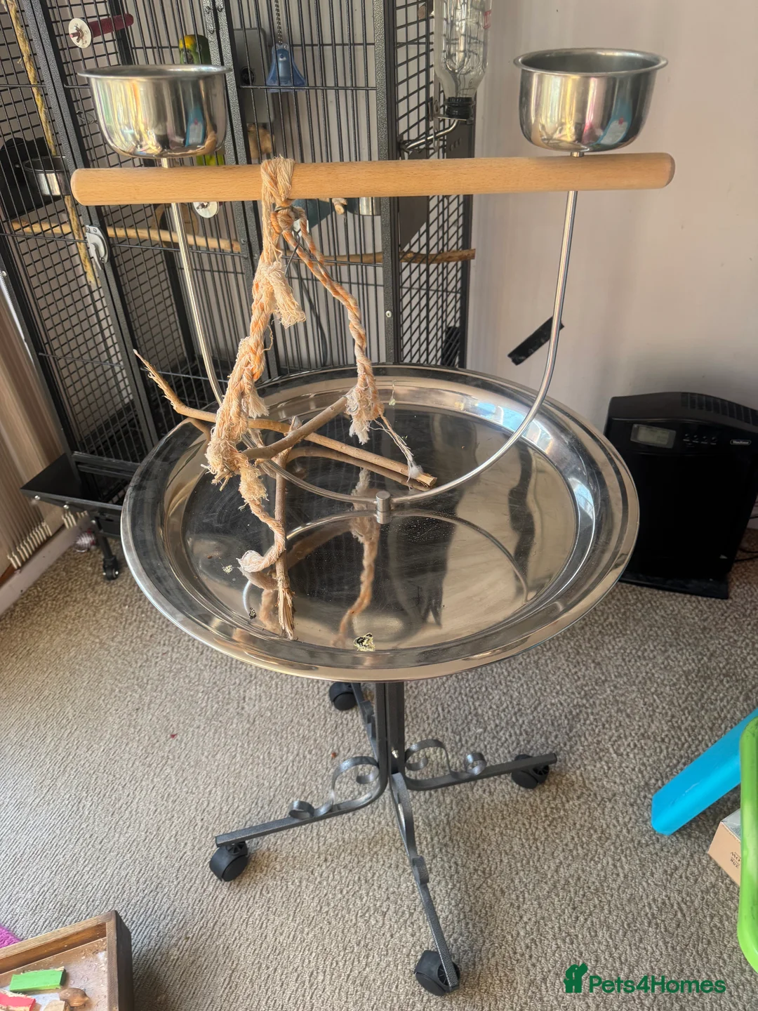 Parrots birds for sale: Yellow Crowned Amazon in Glossop - Advert 4