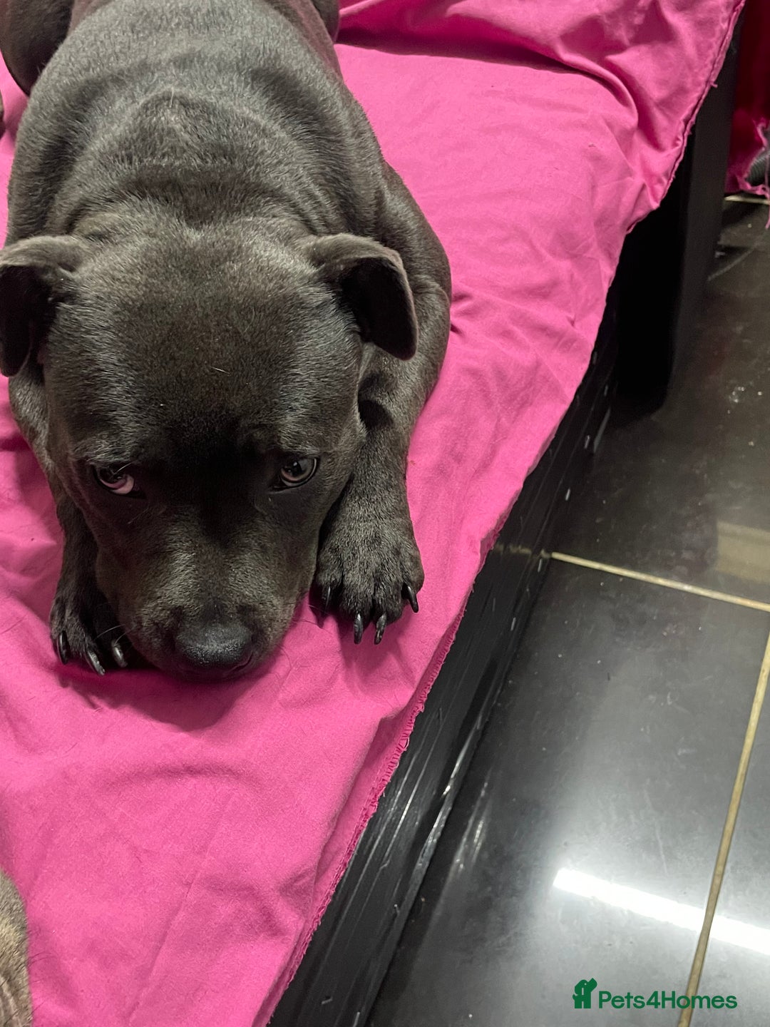 Staffordshire Bull Terrier dogs for sale: 10-Month-Old Blue Staffordshire Bull Terrier  - Advert 4