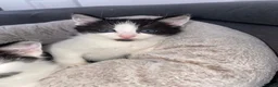 Domestic Shorthair cats for sale: Domestic short hair cats  - Advert 3