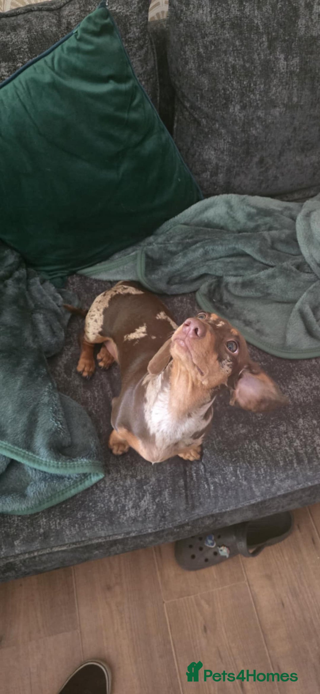 Dachshund dogs for sale: Meme  - Image 4