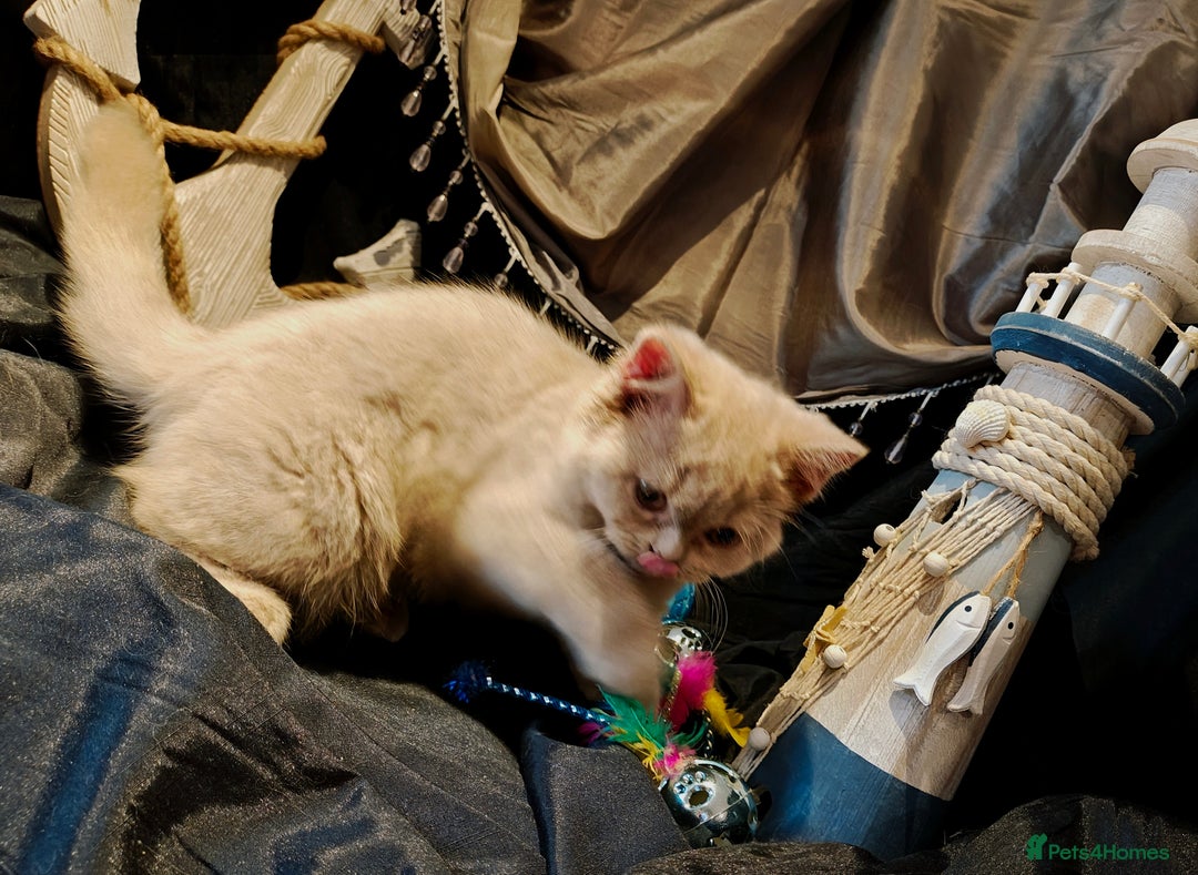 British Longhair cats for sale: Cinnamon bi colour longhair,fawn Shorthair  - Image 33