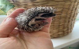 Pygmy Hedgehog rodents for sale: 🎄 Christmas Hoglets | New Litter in the Nest 🦔 - Image 11