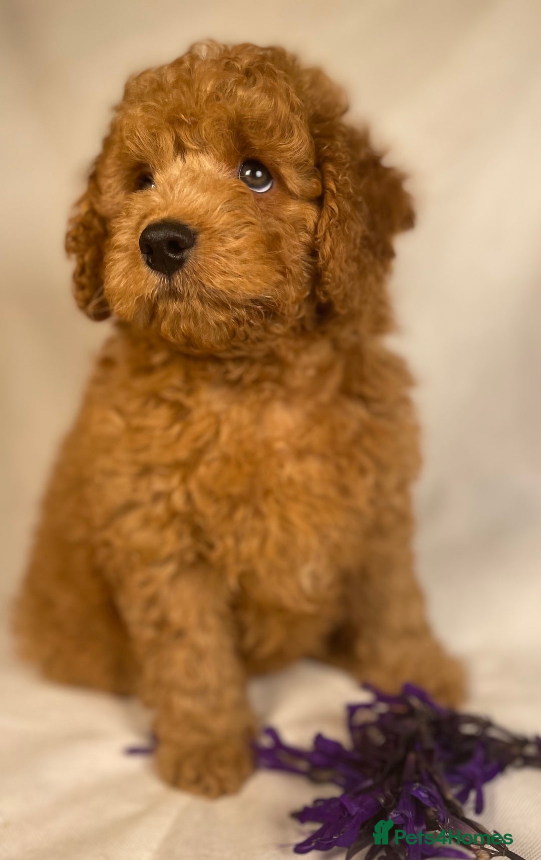 Cavapoo dogs for sale: F1B Cavapoo health tested boutique breeder - Image 17