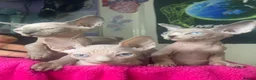 Sphynx cats for sale: Beautiful sphynx kittens looking for loving home🧿 - Advert 13