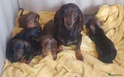 Dachshund dogs for sale: dachshund - Image 6
