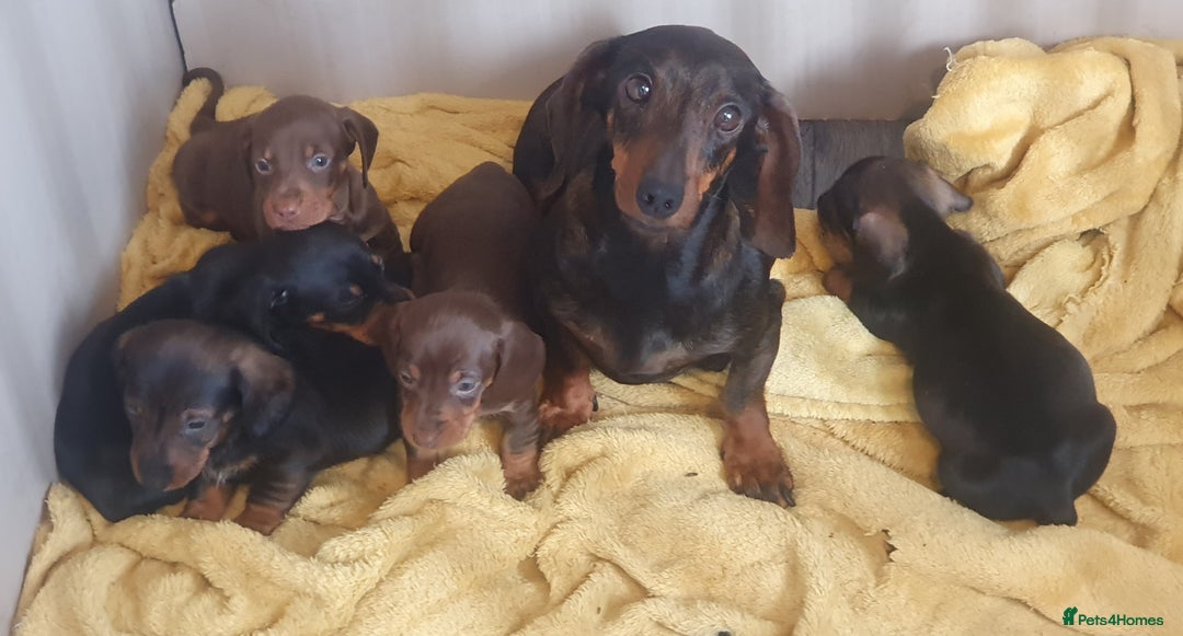 Dachshund dogs for sale: dachshund - Image 6