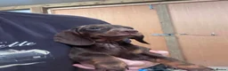 Dachshund dogs for sale: Daschund Puppies in Bridgwater - Advert 14
