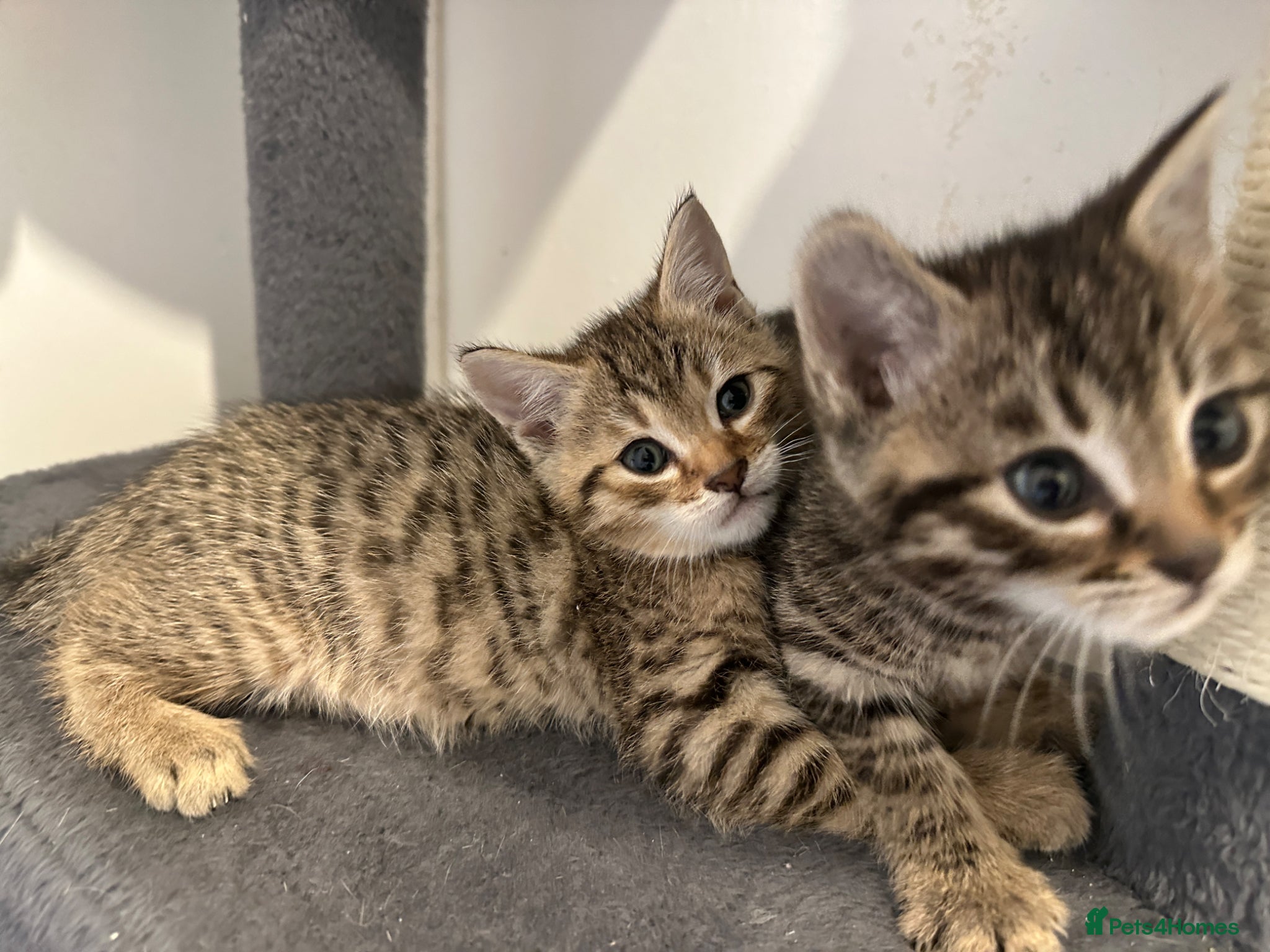 Bengal cats 4 bengal mix kittens  - Advert 7