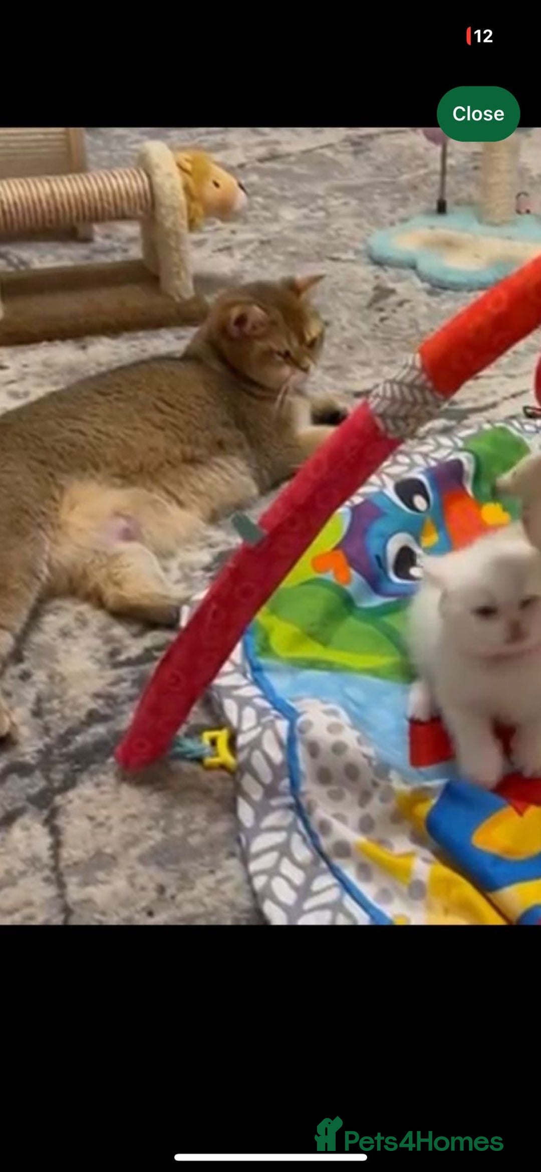 Scottish Fold cats for sale: Scottish Fold Kittens with TICA Registration - Image 10