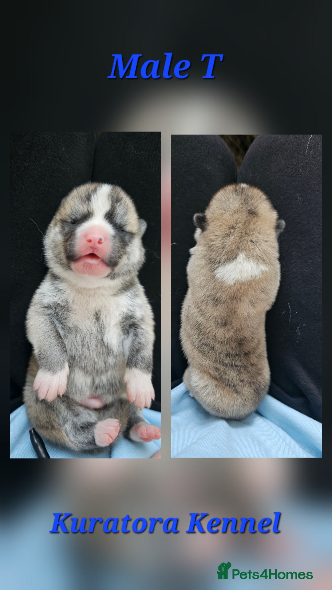 Japanese Akita Inu dogs for sale: Pure Breed Jepanese akita INU - Advert 9