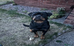 Rottweiler dogs for stud: For Stud - Image 1