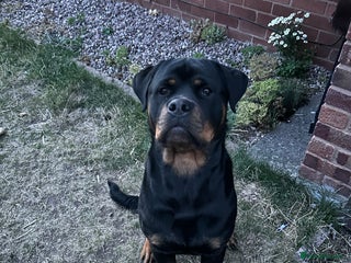 Rottweiler dogs - Advert 1