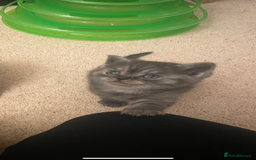 British Shorthair cats for sale: GCCF reg silver British Shorthaired kittens  - Image 10