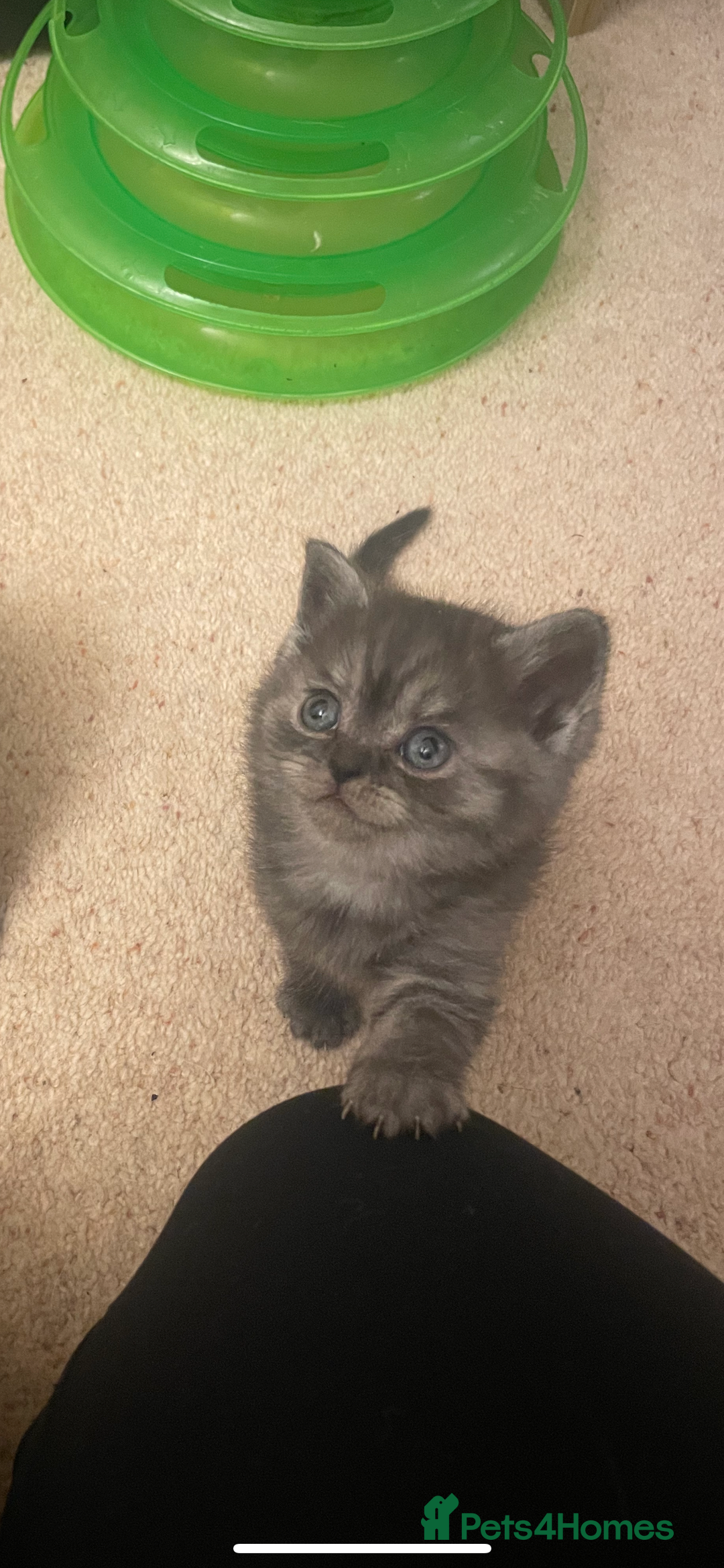 British Shorthair cats for sale: GCCF reg silver British Shorthaired kittens  - Image 10