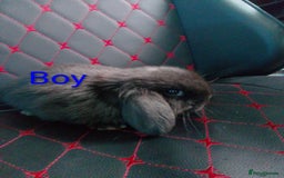 Mini Lop rabbits for sale: Beautiful Mini Lop Bunnies available  - Image 8