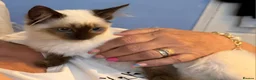 Ragdoll cats for sale: Ragdoll kittens toilet trained flead and wormed  - Advert 4