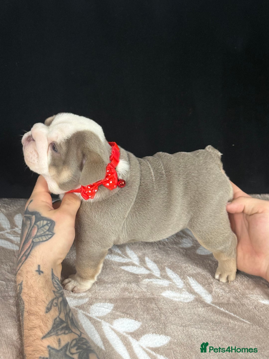 English Bulldog dogs for sale: 🐾 English Bulldog puppies available 🐾 - Advert 11
