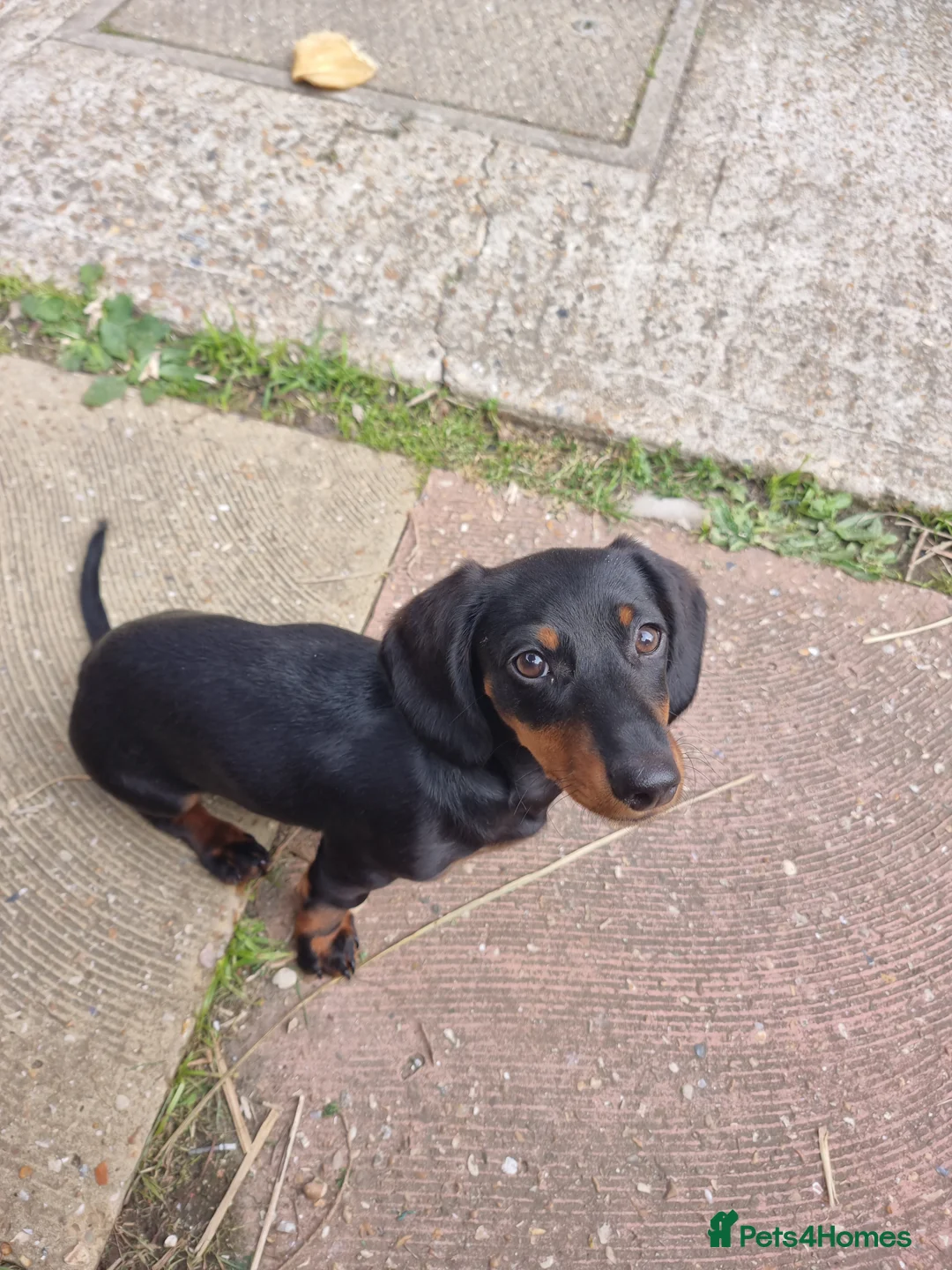 Miniature Dachshund dogs for sale: 9 months old miniature dachshund  - Advert 14