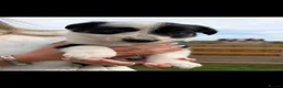Border Collie dogs for sale: Border Collie Pups - Advert 9