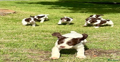 English Springer Spaniel dogs - Advert 10