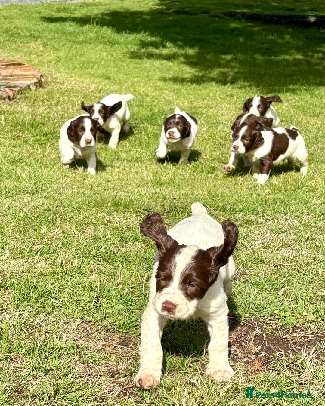 English Springer Spaniel dogs for sale: GAMEKEEPER BRED SPRINGER SPANIEL PUPS - Image 2