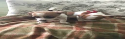 Jack Russell dogs for sale: 2 GORGEOUS JACK RUSSELL PUPS LOOKIN 4 FOREVER HOME - Advert 4