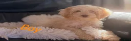 Cockapoo dogs for sale: Gorgeous F1 cockapoo puppies  - Advert 5