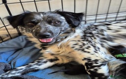 Mixed Breed dogs for sale: Mixed breed puppies for sale  - Advert 1